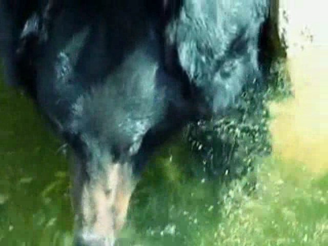 ШМЕЛИ. Группа ШМЕЛИ: Альбомы, Концерты, Дискография